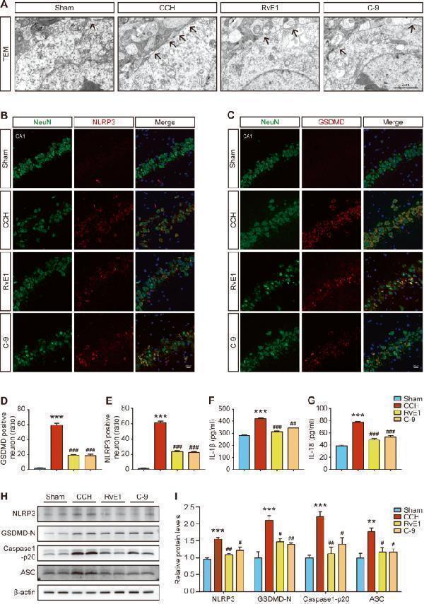 pa1665 41419_2023_6237_fig4_html