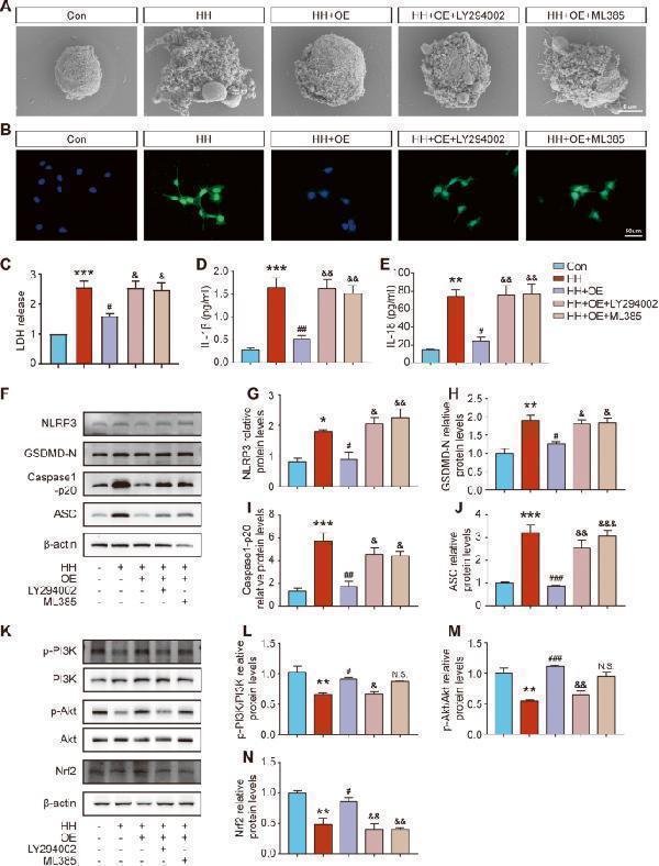 pa1665 41419_2023_6237_fig8_html