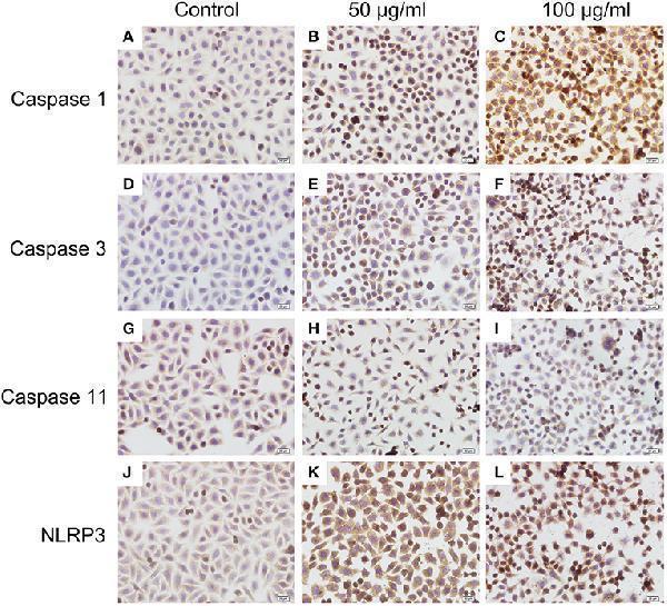 pa1665 fimmu 10 01003 g008