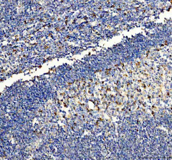 pa1665 nlrp3 primary antibodies ihc testing 1