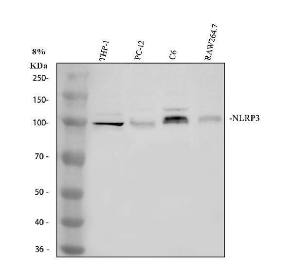 pa1665 nlrp3 primary antibodies wb testing 1