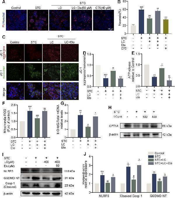 pa1665_fcell 13 1577669 g004