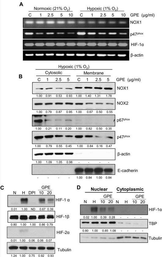 pa1667 nox2gp91phoxcybb primary antibodies wb testing 3
