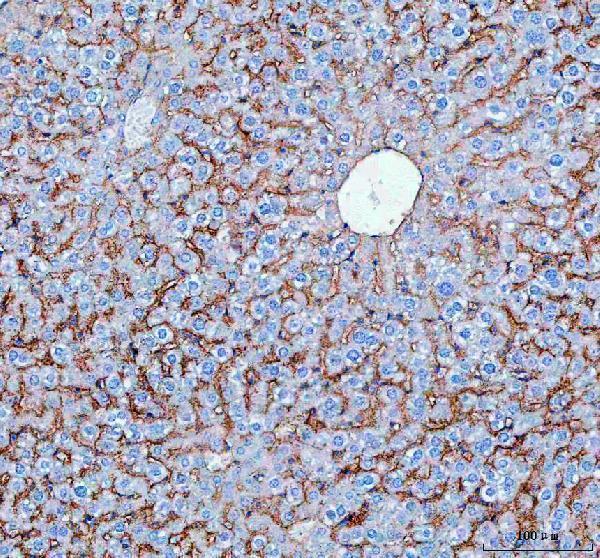 pa1670 slc10a1 primary antibodies ihc testing 4