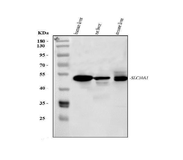 pa1670 slc10a1 primary antibodies wb testing 1