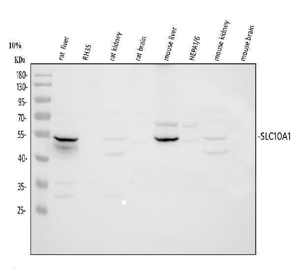 pa1670 slc10a1 primary antibodies wb testing 2