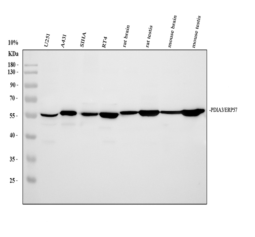 Western blot analysis of PDIA3 using anti-PDIA3 antibody (PA1679)