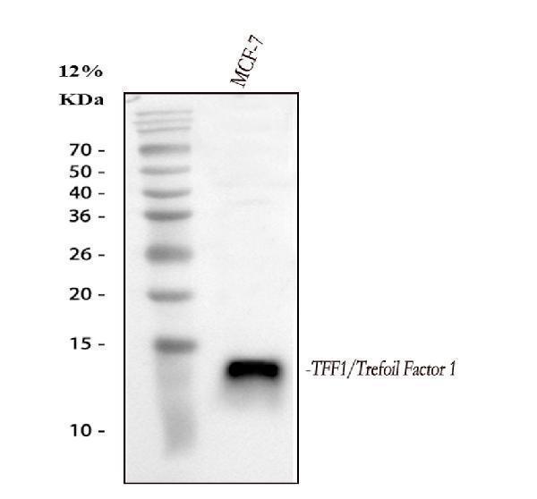 pa1689 tff1 primary antibodies wb testing 1