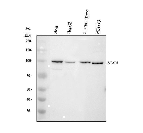 Western blot analysis of STAT6 using anti-STAT6 antibody (PA1691)