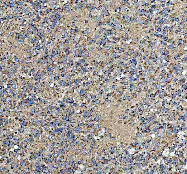 pa1695 1 tnr primary antibodies ihc testing 1