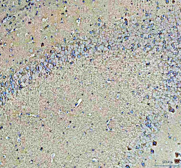 pa1695 1 tnr primary antibodies ihc testing 4