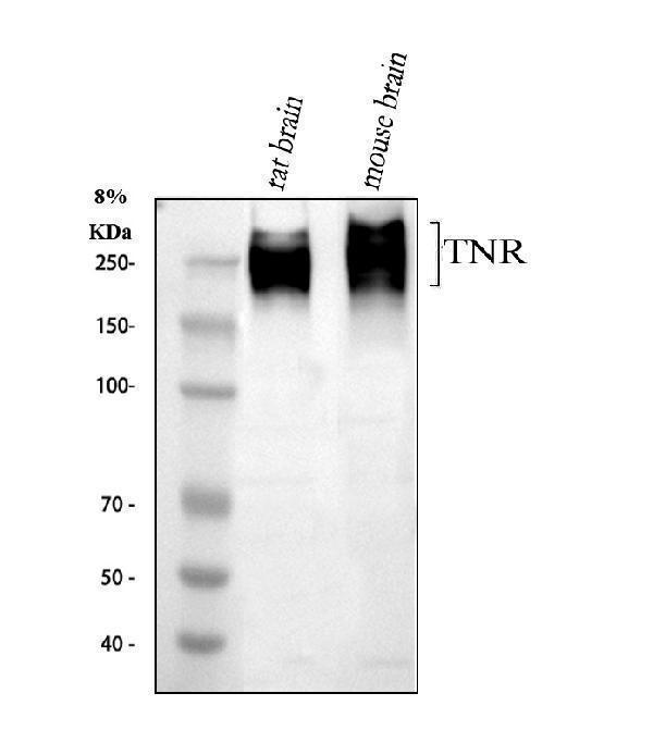 pa1695 1 tnr primary antibodies wb testing 1