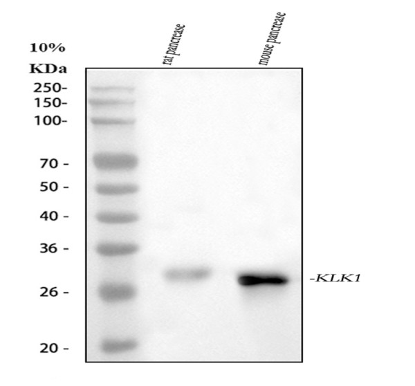 pa1709 klk1 primary antibodies wb testing 1