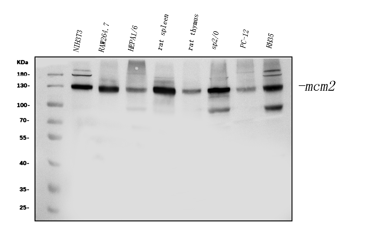 pa1711 mcm2 primary antibodies wb testing 1