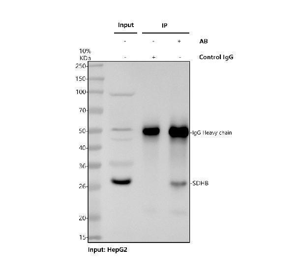 Immunoprecipitating (IP) SDHB in HepG2 whole cell lysate