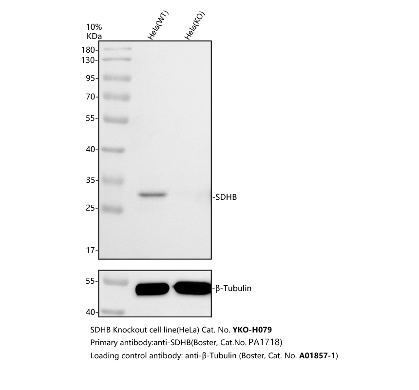pa1718 sdhb primary antibodies wb testing 2