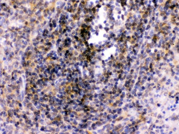 Anti-TLR7 antibody, PA1733, IHC(P)IHC(P): Rat Spleen Tissue