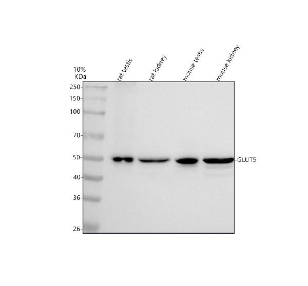 Figure 1. Western blot analysis of GLUT5/SLC2A5 using anti-GLUT5/SLC2A5 antibody (PA1737). Electrophoresis was performed on a 5-20% SDS-PAGE gel at 70V (Stacking gel) / 90V (Resolving gel) for 2-3 hours. The sample well of each lane was loaded with 30 ug of sample under reducing conditions. Lane 1: rat testis tissue lysates, Lane 2: rat kidney tissue lysates, Lane 3: mouse testis tissue lysates, Lane 4: mouse kidney tissue lysates. After electrophoresis, proteins were transferred to a nitrocellulose membrane at 150 mA for 50-90 minutes. Blocked the membrane with 5% non-fat milk/TBS for 1.5 hour at RT. The membrane was incubated with rabbit anti-GLUT5/SLC2A5 antigen affinity purified polyclonal antibody (Catalog # PA1737) at 0.5 microg/mL overnight at 4°C, then washed with TBS-0.1%Tween 3 times with 5 minutes each and probed with a goat anti-rabbit IgG-HRP secondary antibody at a dilution of 1:5000 for 1.5 hour at RT. The signal is developed using an Enhanced Chemiluminescent detection (ECL) kit (Catalog # EK1002) with Tanon 5200 system. A specific band was detected for GLUT5/SLC2A5 at approximately 50 kDa. The expected band size for GLUT5/SLC2A5 is at 55 kDa.