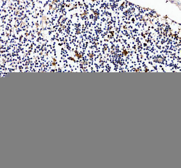 pa1738 gzmb primary antibodies ihc testing 3