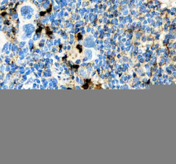 pa1738 gzmb primary antibodies ihc testing 4