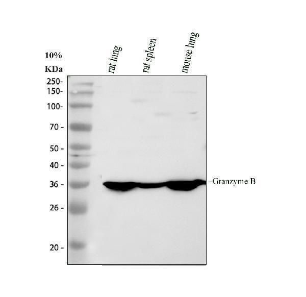 pa1738 gzmb primary antibodies wb testing 1