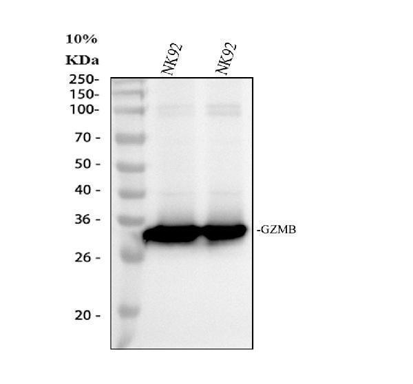 pa1738 gzmb primary antibodies wb testing 2
