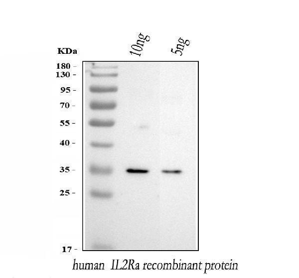 pa1747 il2ra primary antibodies wb testing 1