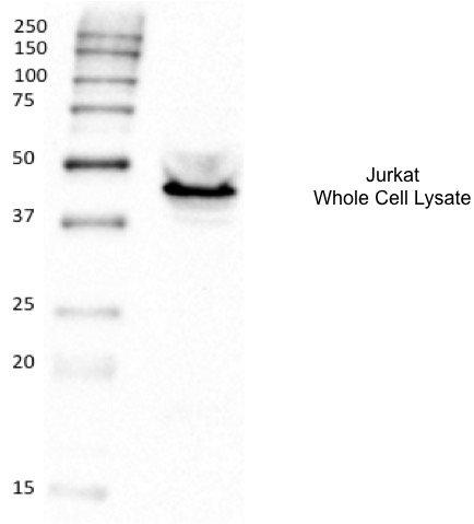 pa1747 il2ra primary antibodies wb testing 3_1