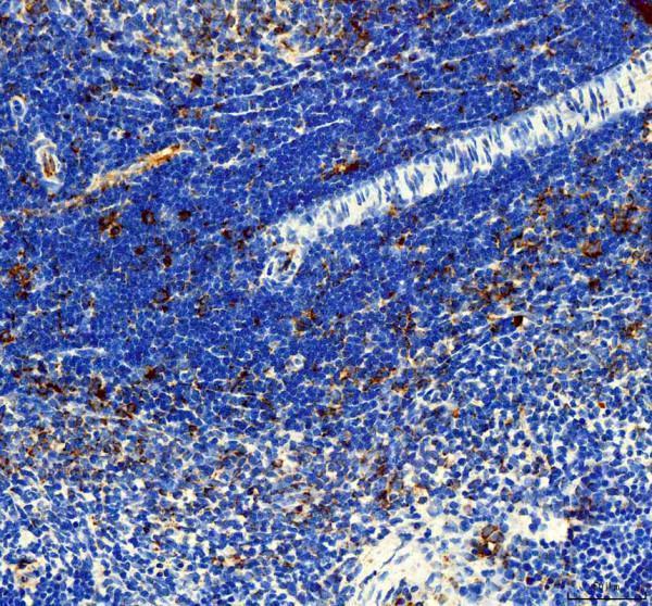 pa1748 il3 primary antibodies ihc testing 1_1