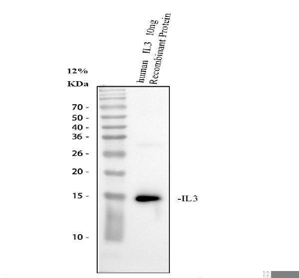 Western blot analysis of IL3 using anti-IL3 antibody (PA1748)