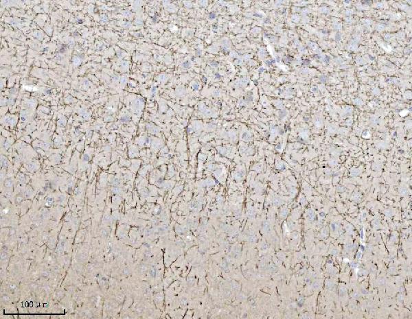 pa1751 mag primary antibodies ihc testing 2