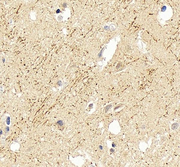 pa1751 mag primary antibodies ihc testing 4
