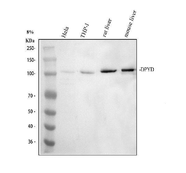 pa1761 dpyd primary antibodies wb testing 1
