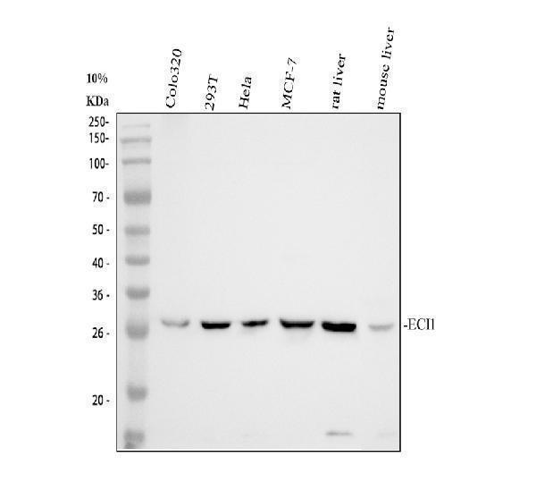pa1763 eci1 primary antibodies wb testing 1