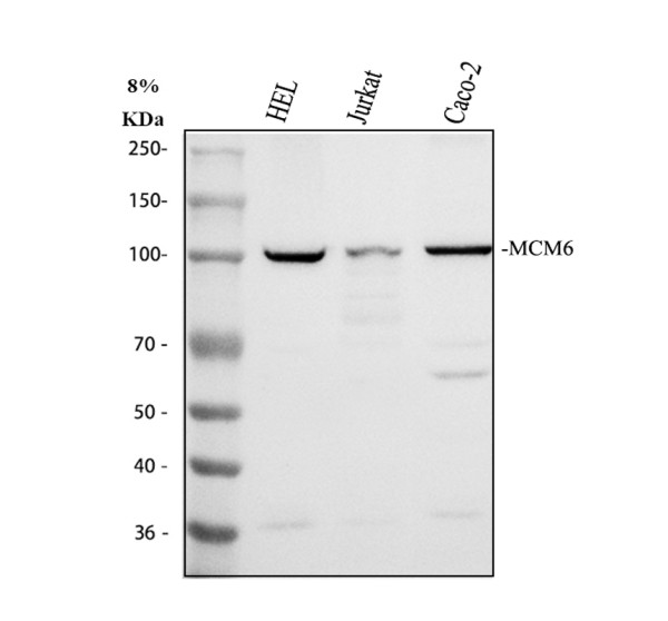 pa1769 mcm6 primary antibodies wb testing 1