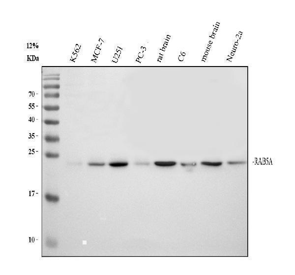 Western blot analysis of RAB5A using anti-RAB5A antibody (PA1773)