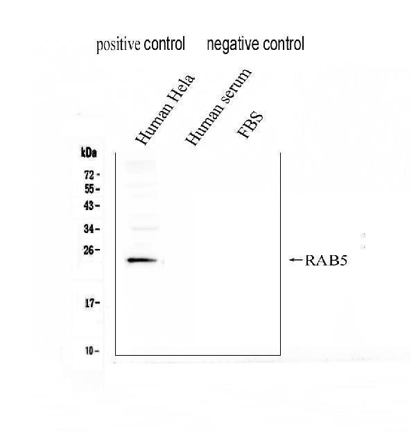 pa1773_rab5 pa1733 wb anti tlr7 antibody