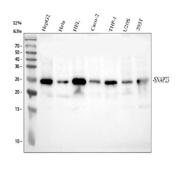 pa1774 snap23 primary antibodies wb testing 1