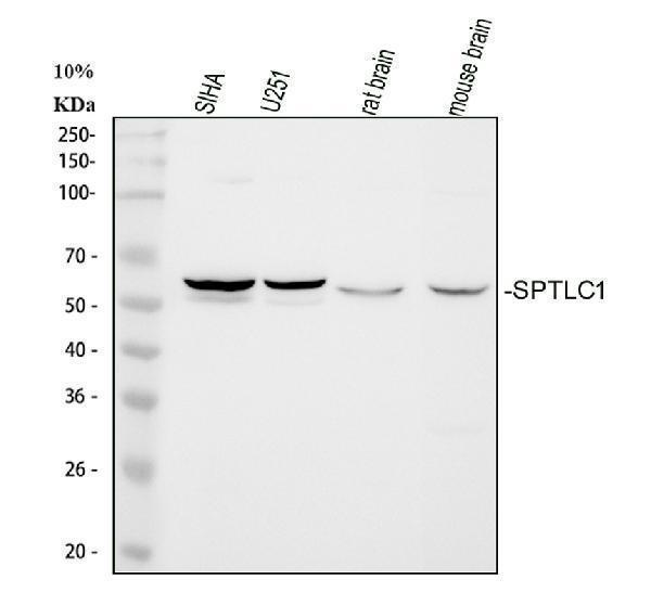 pa1777 sptlc1 primary antibodies wb testing 1