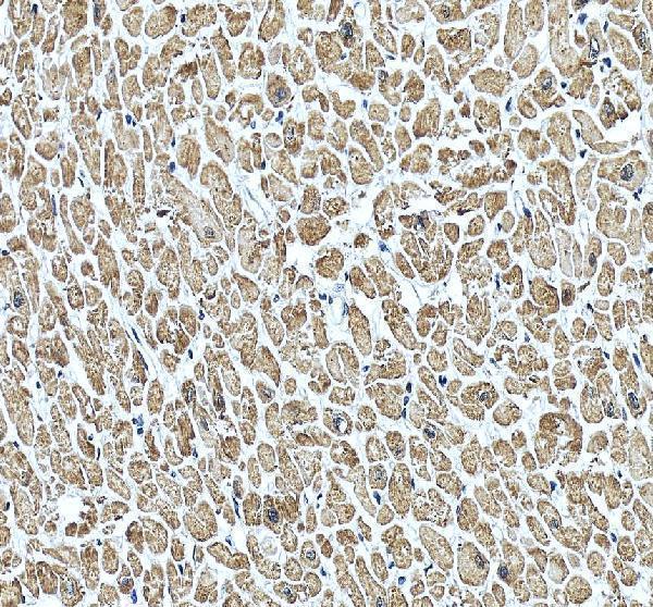 pa1779 tnnc1 primary antibodies ihc testing 3