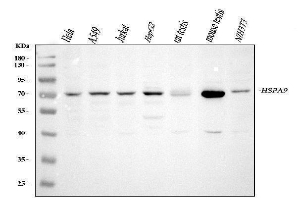 pa1789 grp75 primary antibodies wb testing 1