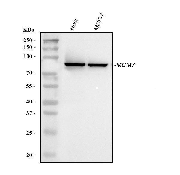 pa1792 mcm7 primary antibodies wb testing 1