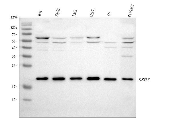 Western blot analysis of SSR3 using anti-SSR3 antibody (PA1796).
