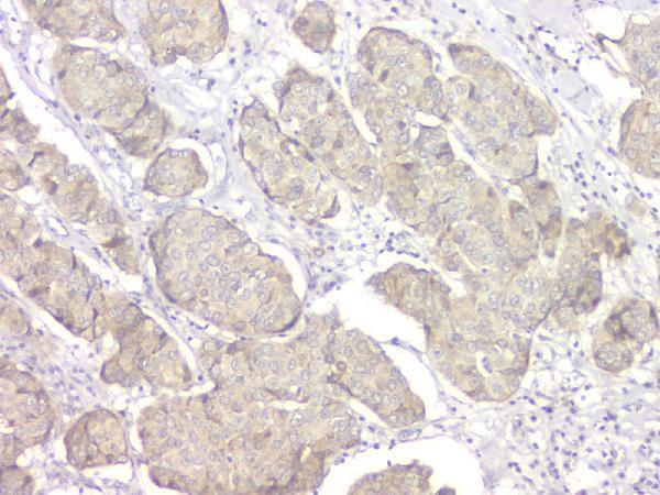 pa1797 sfn primary antibodies ihc testing 3