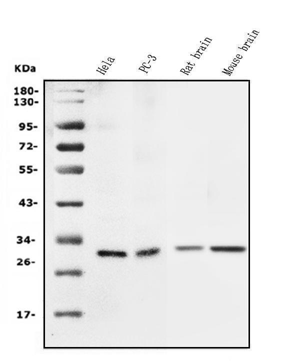 pa1797 sfn primary antibodies wb testing 1