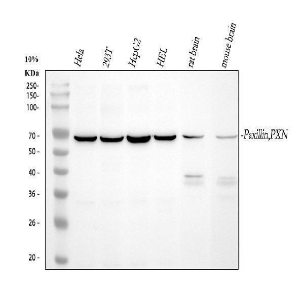 pa1804 pxn primary antibody wb testing 1