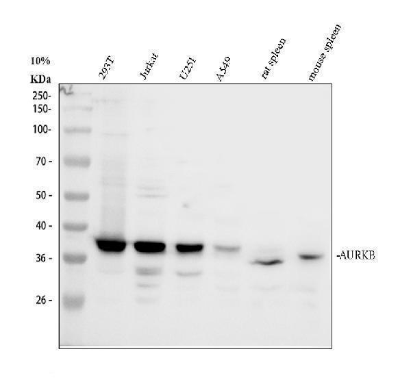 pa1806 aurkb primary antibodies wb testing 1