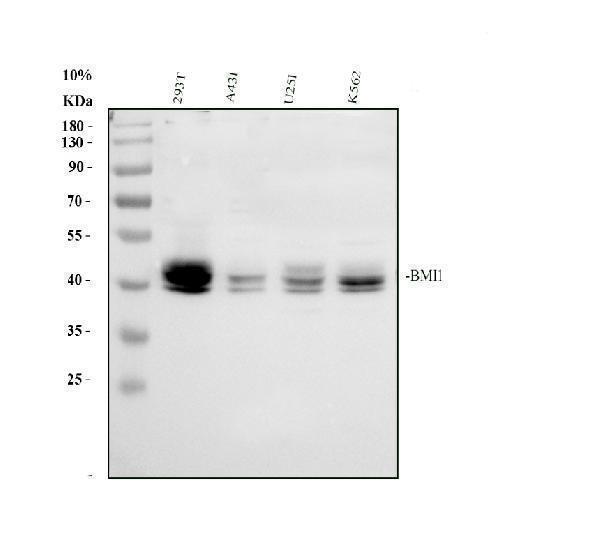 pa1807 bmi1 primary antibodies wb testing 1