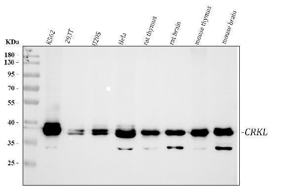 pa1808 crkl primary antibodies wb testing 1