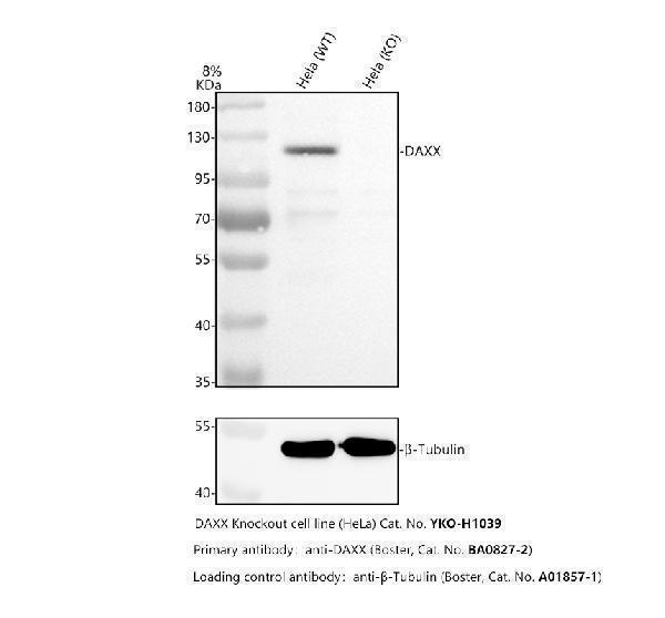 pa1809 daxx primary antibodies wb testing 2